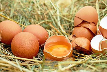 雞蛋品質檢測