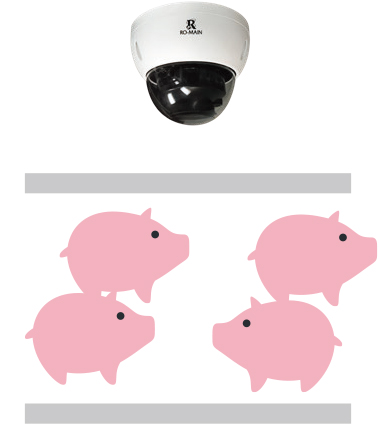 豬隻通過系統預設虛擬線自動計算