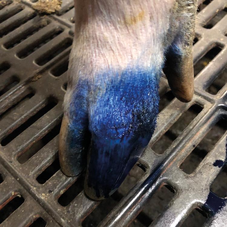 MS 動物用藍色創傷噴劑 (400ml)