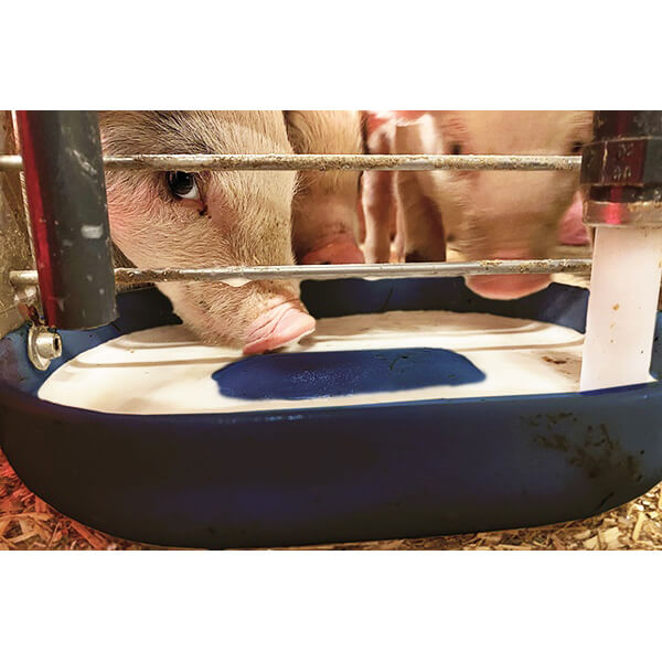 PorciSys 仔豬兒童餐 自動感測空碗,中央廚房泡奶系統