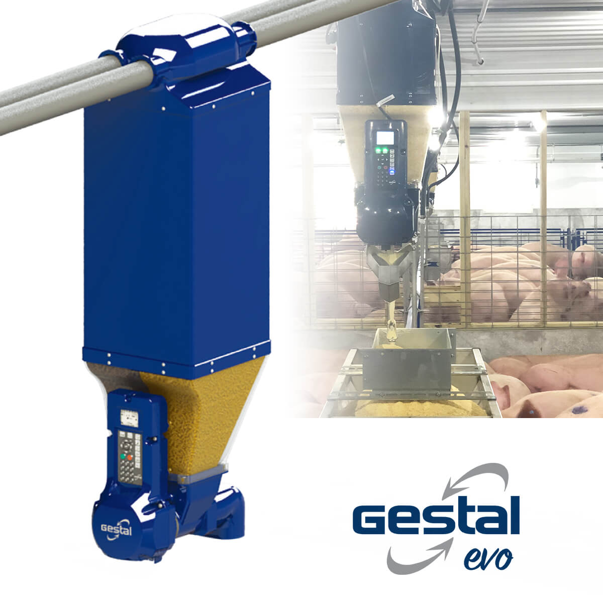 Gestal EVO 豬隻自動群養給飼系統