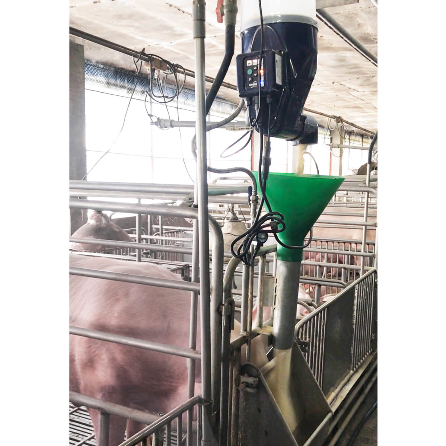 Gestal Focus 母豬個體智能餵飼系統