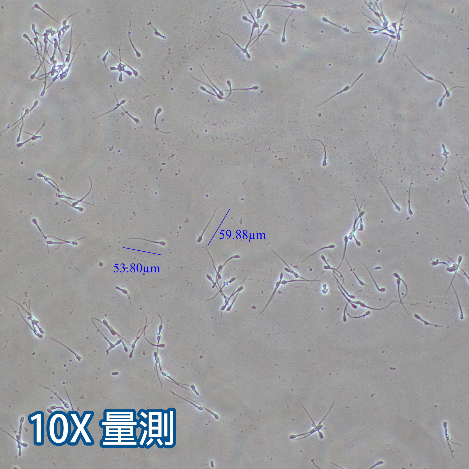 位相差顯微鏡-物鏡倍數：10X量測