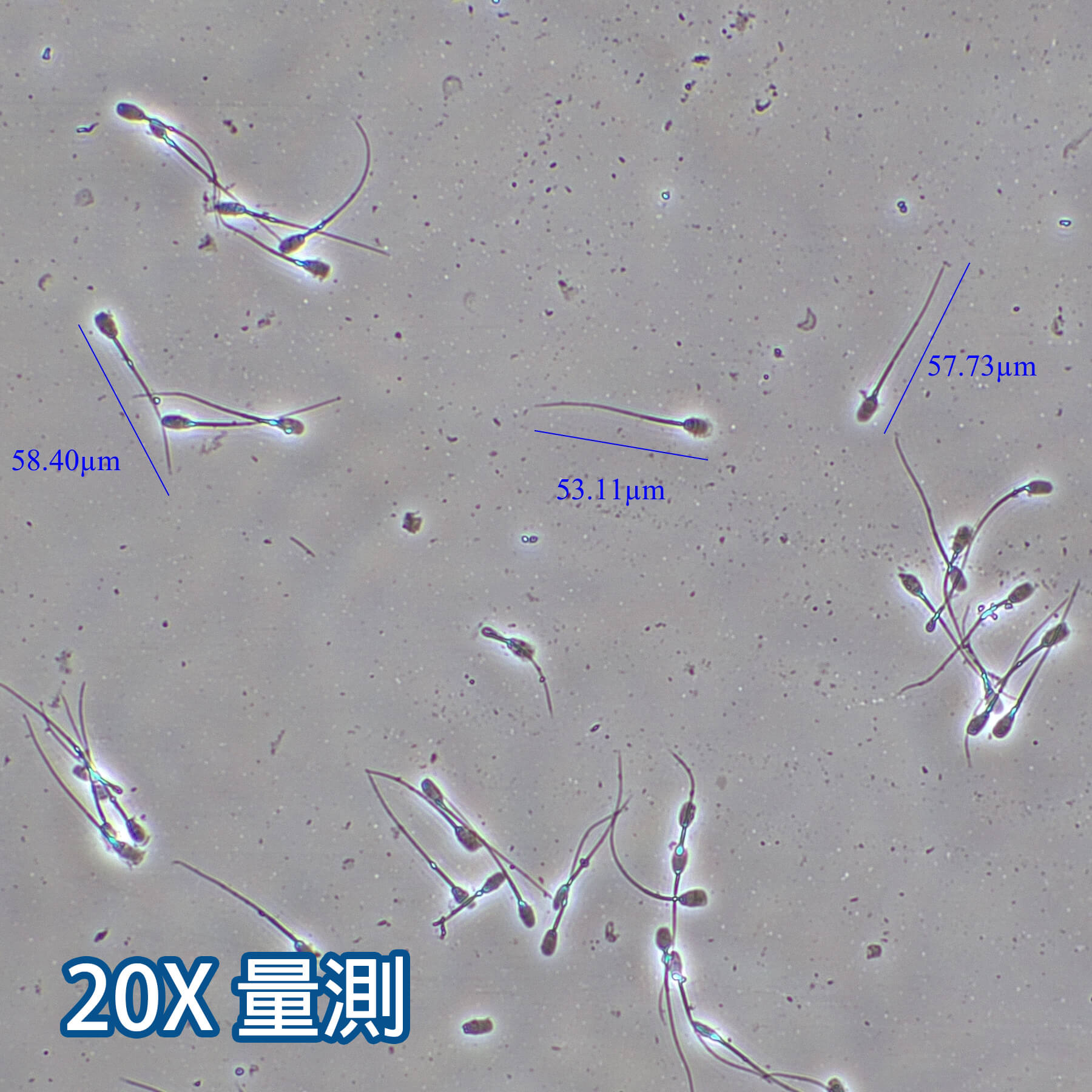 位相差顯微鏡-物鏡倍數：20X量測