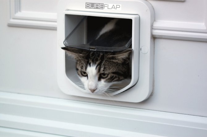 SureFlap 晶片感應寵物門 - 中小型貓用門