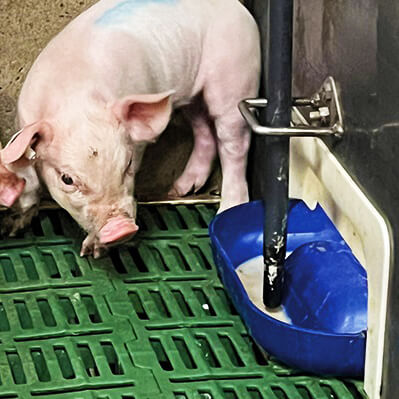 PorciSys 仔豬兒童餐