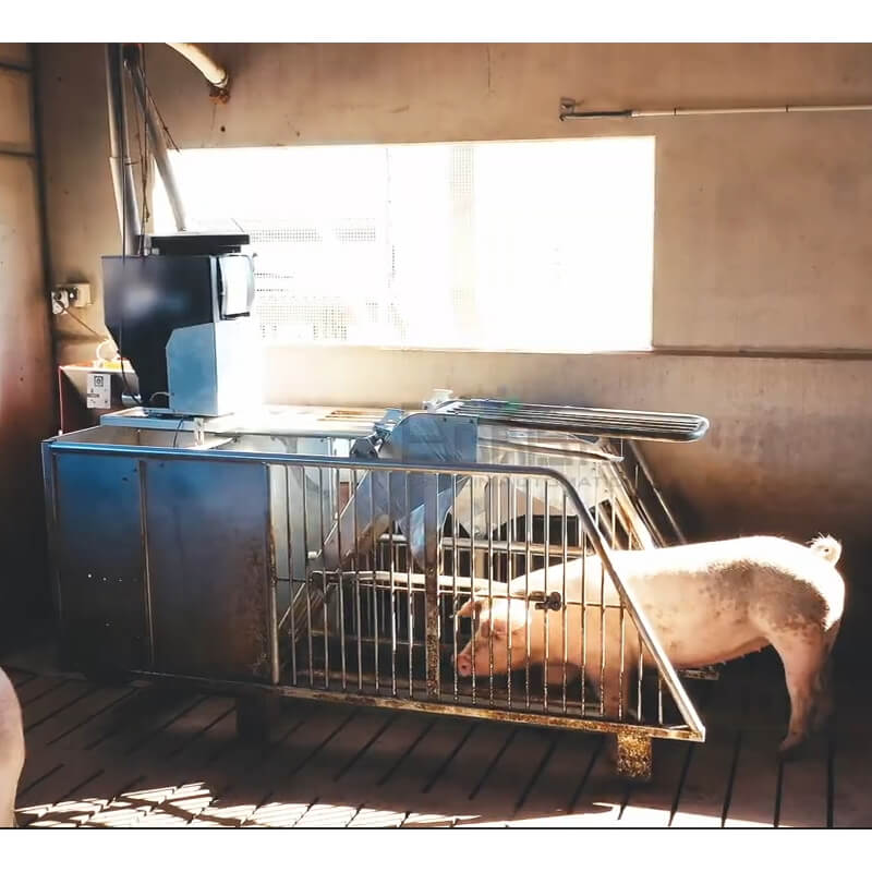 Freeda Walk-In ESF 母豬懷孕群養個飼系統