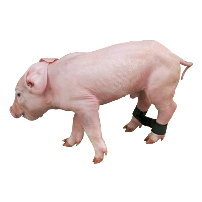 Kerbl 小豬防劈腿帶 (12入)