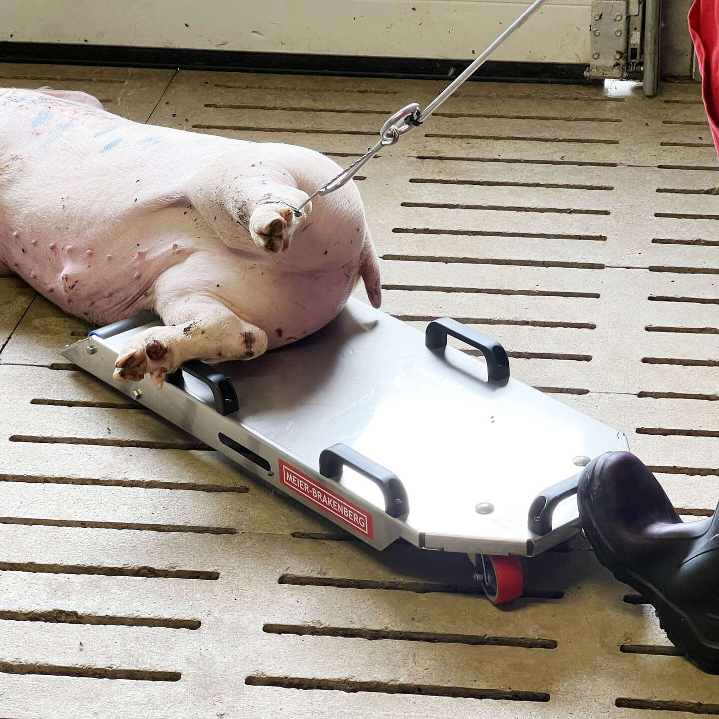 Meier-Brakenberg 斃死豬搬運拖車