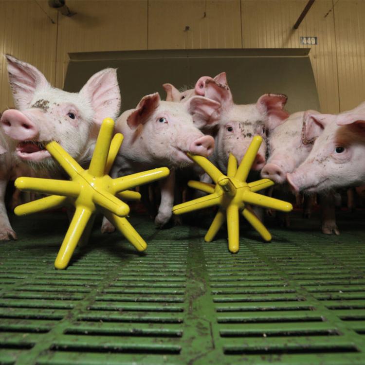 MS海膽形 磨牙玩具 (黃,離乳仔豬4~7週齡)